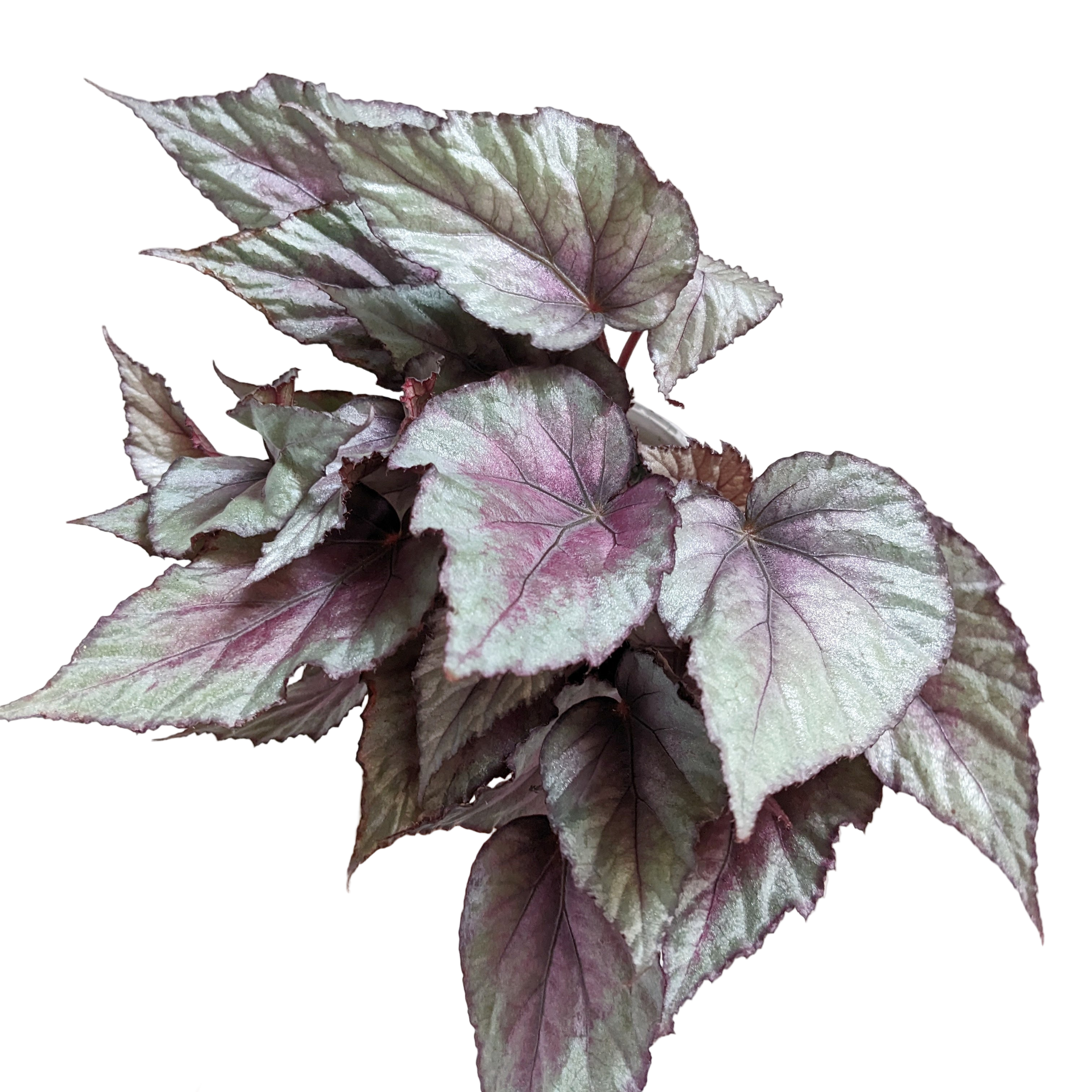 Begonia Rex variety- 13cm pot